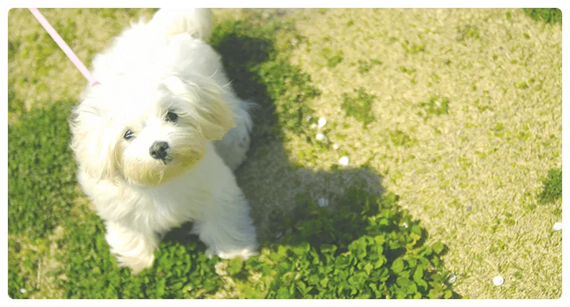 QOL向上の為の 統合医療